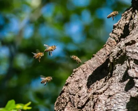 How Protecting Honeybees Could Negatively Affect Wild Bee Species
